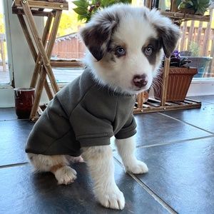 Old Navy Crew Neck Sweatshirt for Dogs, Grey, S